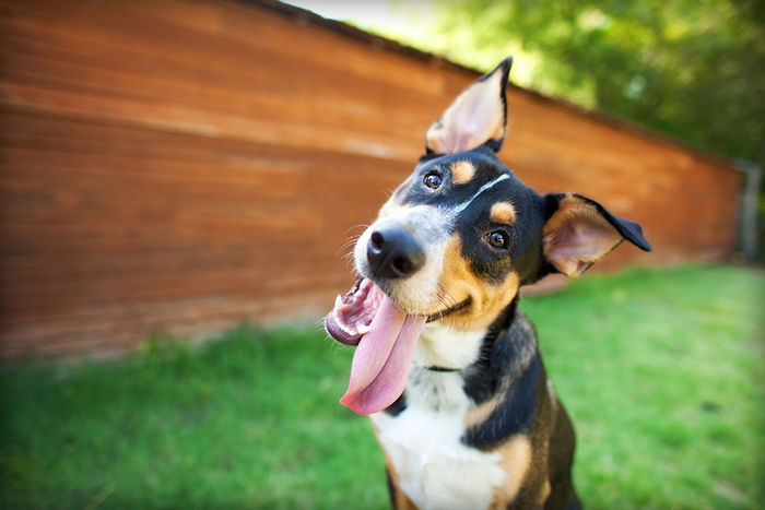¿Qué podemos aprender de nuestras mascotas caninas para relacionarnos mejor?